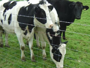 Grassland Fence